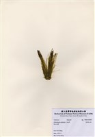 藏品(臺灣綠毛藻)的圖片